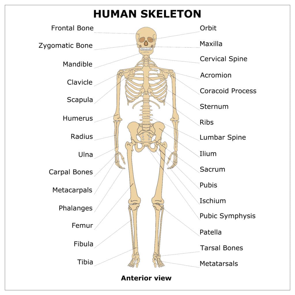 Anterior Human Skeleton